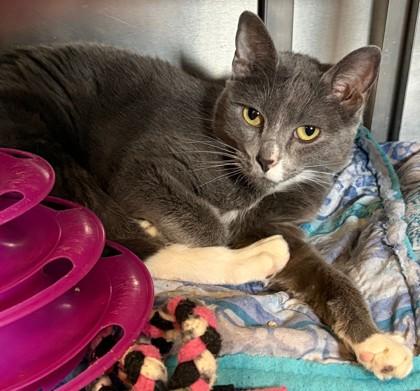 Enlarge Stormi**Bonded with Lucifer**, a Adoptable mixed breed in Baraboo, WI image 1/1