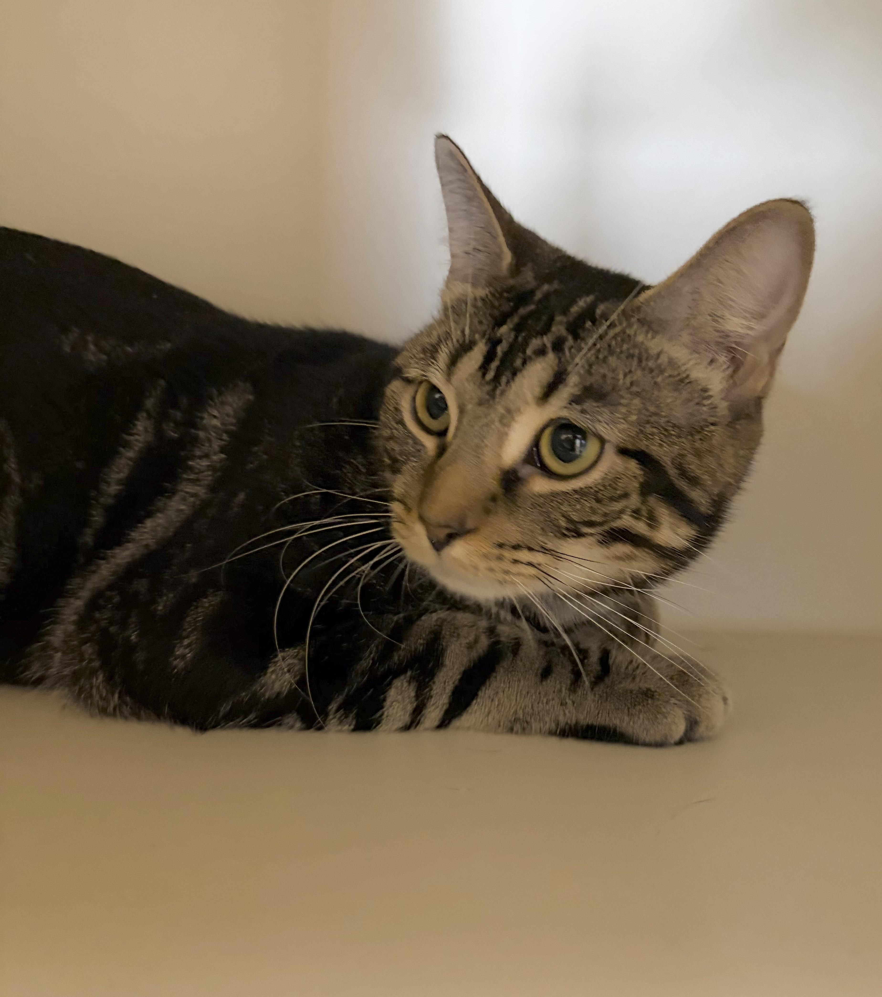 Andrew B. Bernard, ADOPTABLE, Young Male Domestic Short Hair.