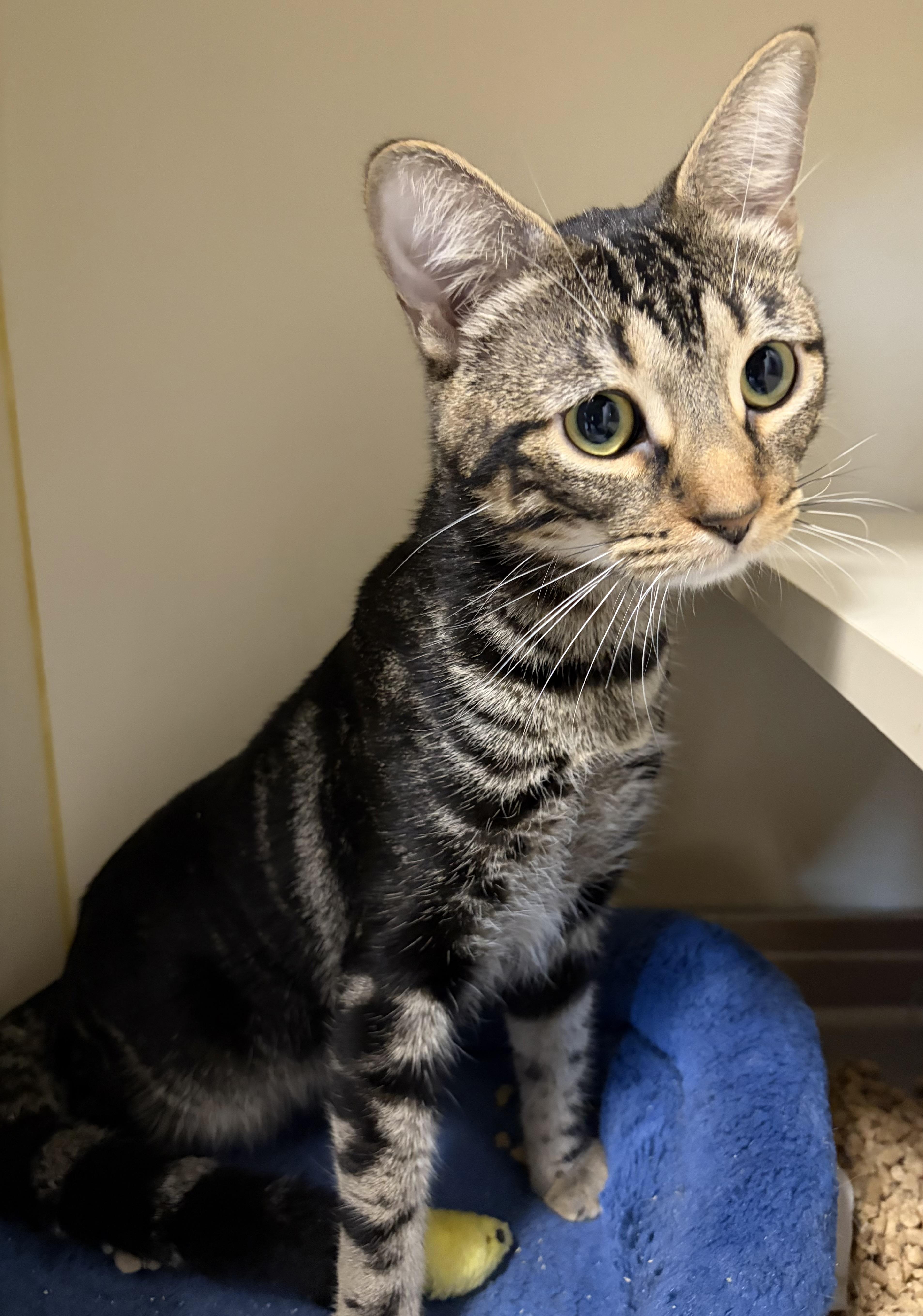 Andrew B. Bernard, a ADOPTABLE Domestic Short Hair in Somerset, NJ image 2/2