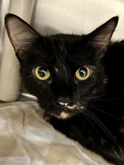 Rosie, a Adoptable mixed breed in Wichita, KS image 2/2