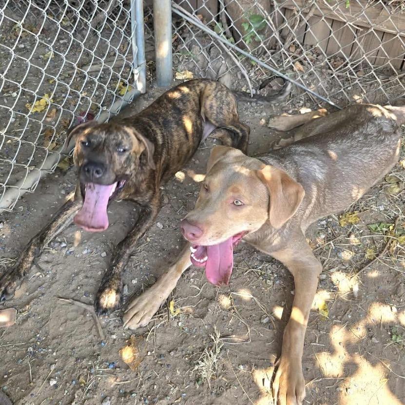 Matt, Adoptable, Young Male Plott Hound.