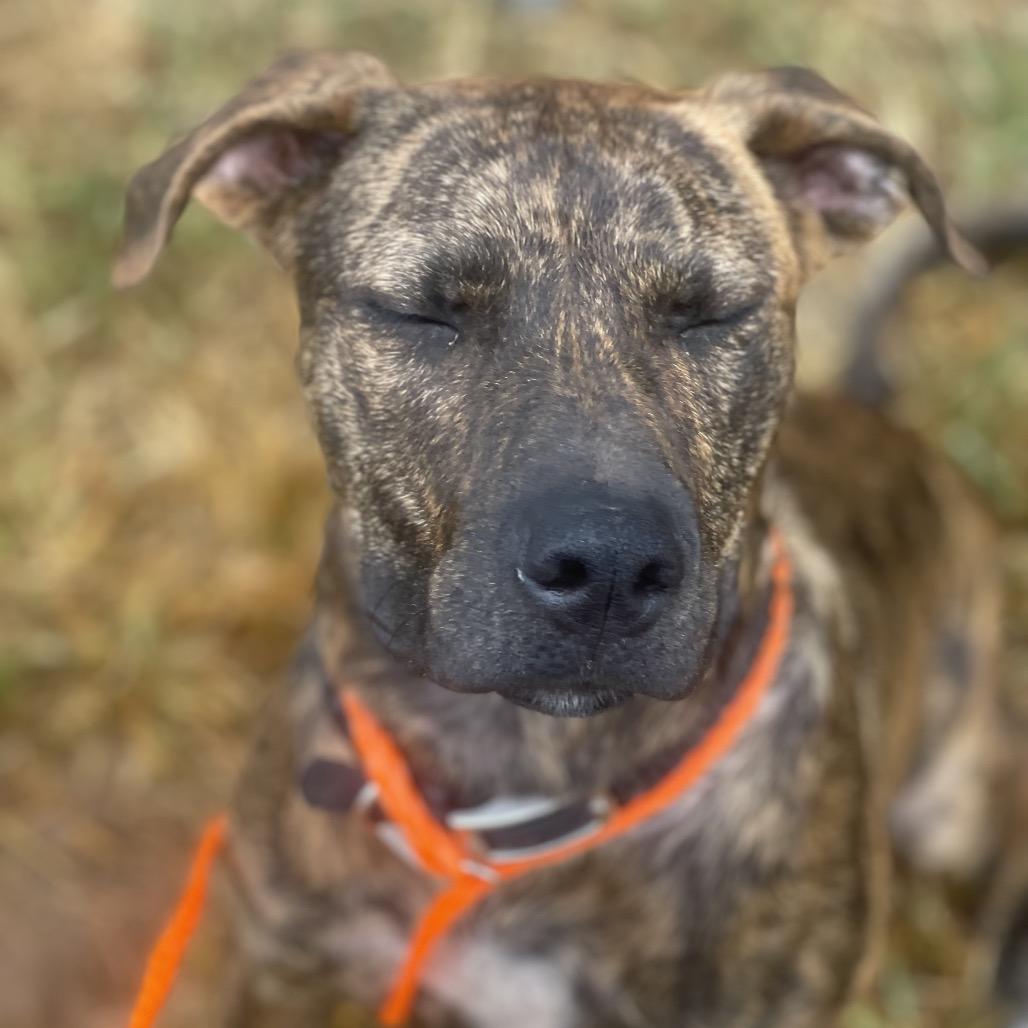 Matt, a Adoptable Plott Hound in Sand Springs, OK image 2/6