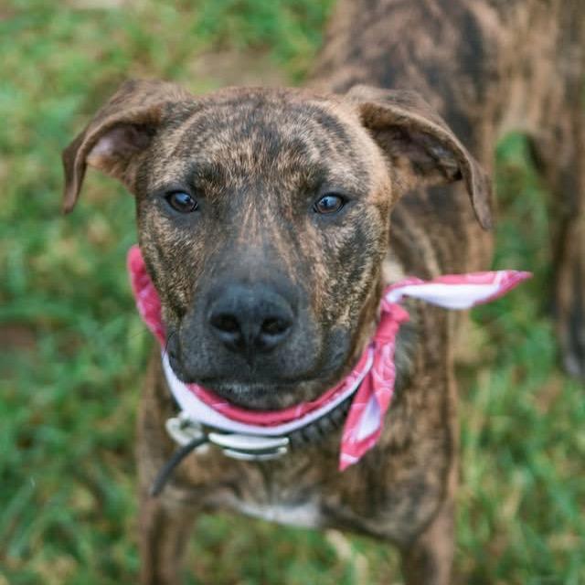 Matt, a Adoptable Plott Hound in Sand Springs, OK image 3/6