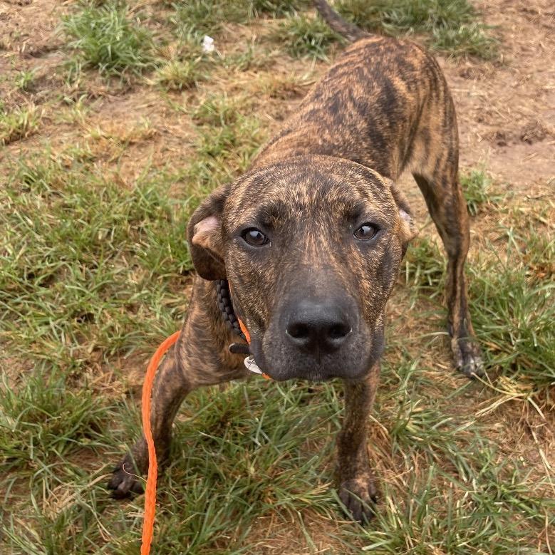 Matt, a Adoptable Plott Hound in Sand Springs, OK image 4/6