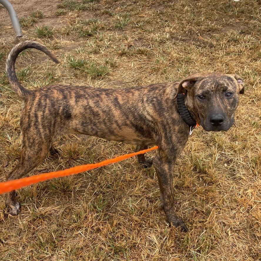 Matt, a Adoptable Plott Hound in Sand Springs, OK image 5/6