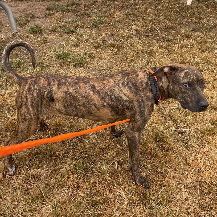 Matt, a Adoptable Plott Hound in Sand Springs, OK image 6/6