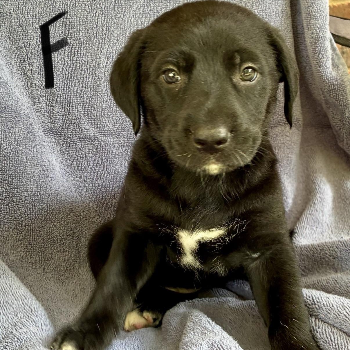 Mellie, adopted, Puppy Female Border Collie & Black Labrador Retriever.