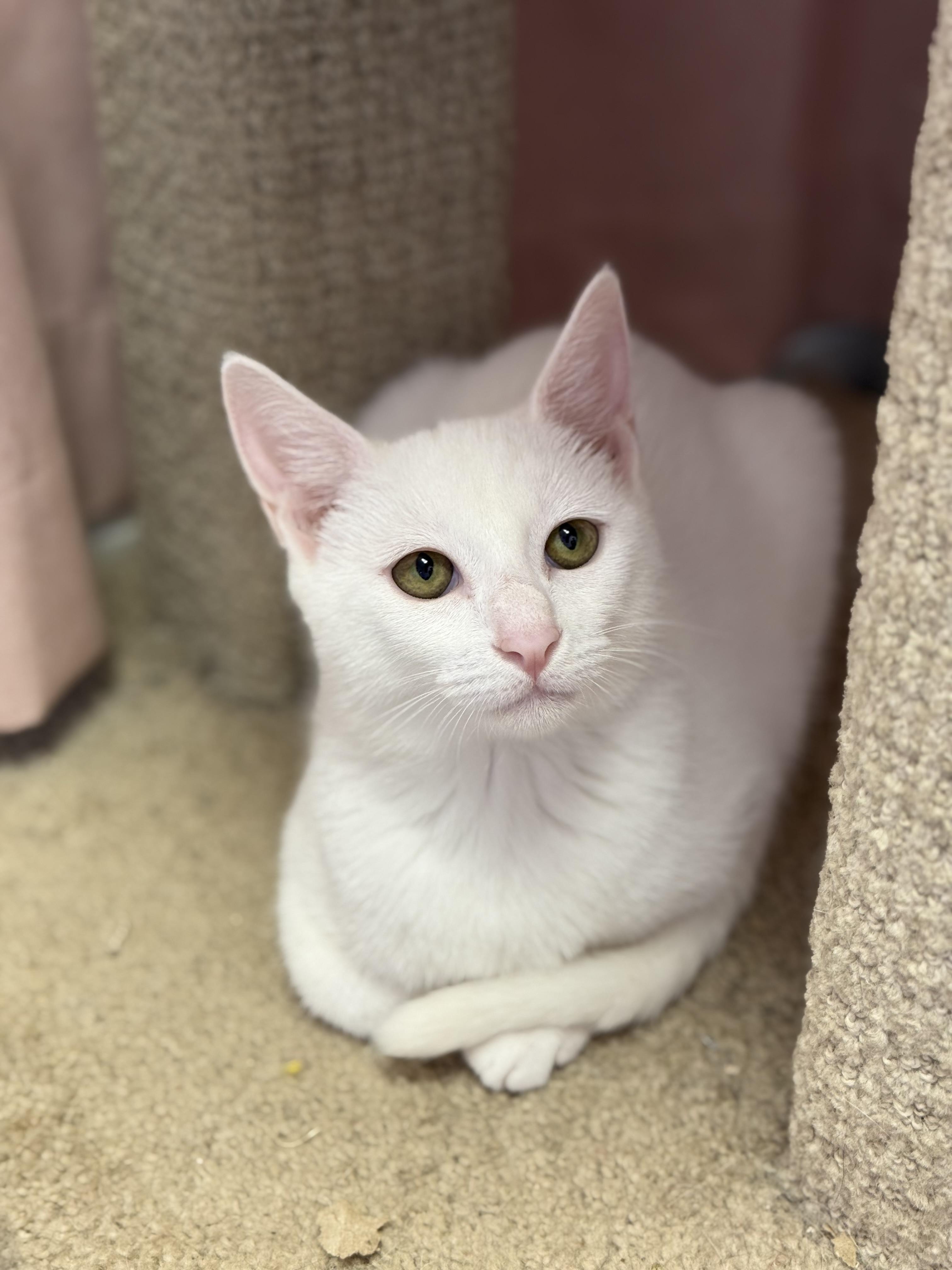 Enlarge Butter Noodles, a Adoptable Siamese in Covington, LA image 6/6