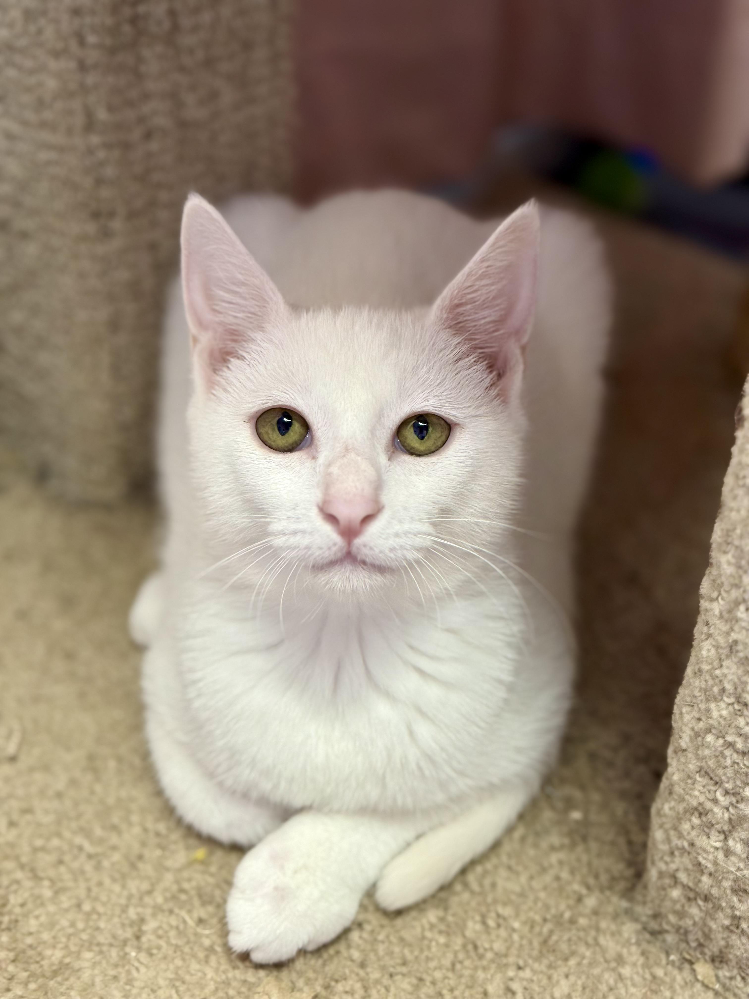Butter Noodles, Adoptable, Kitten Female Siamese.