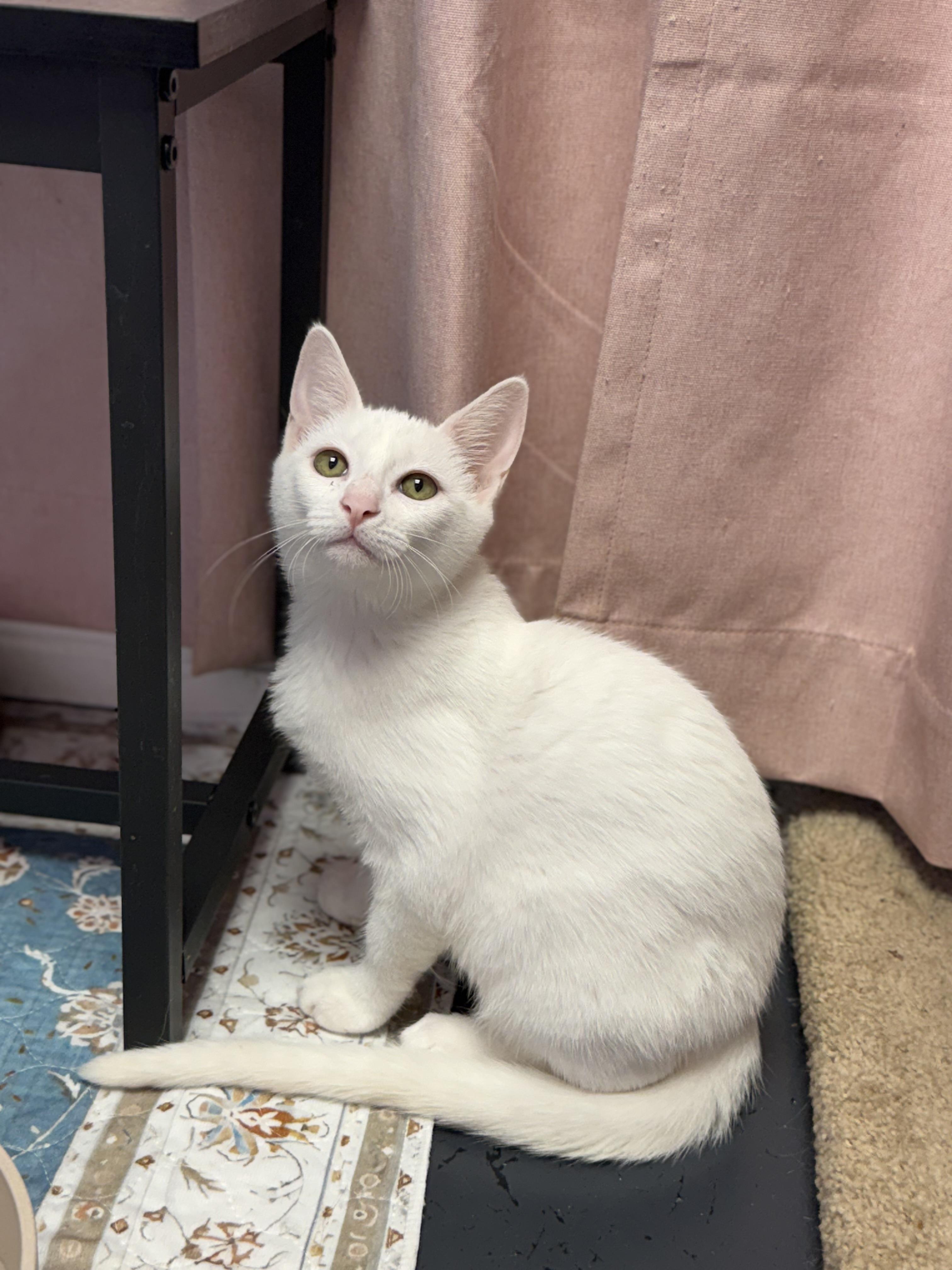 Enlarge Butter Noodles, a Adoptable Siamese in Covington, LA image 2/6