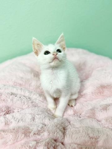 Enlarge Butter Noodles, a Adoptable Siamese in Covington, LA image 4/6