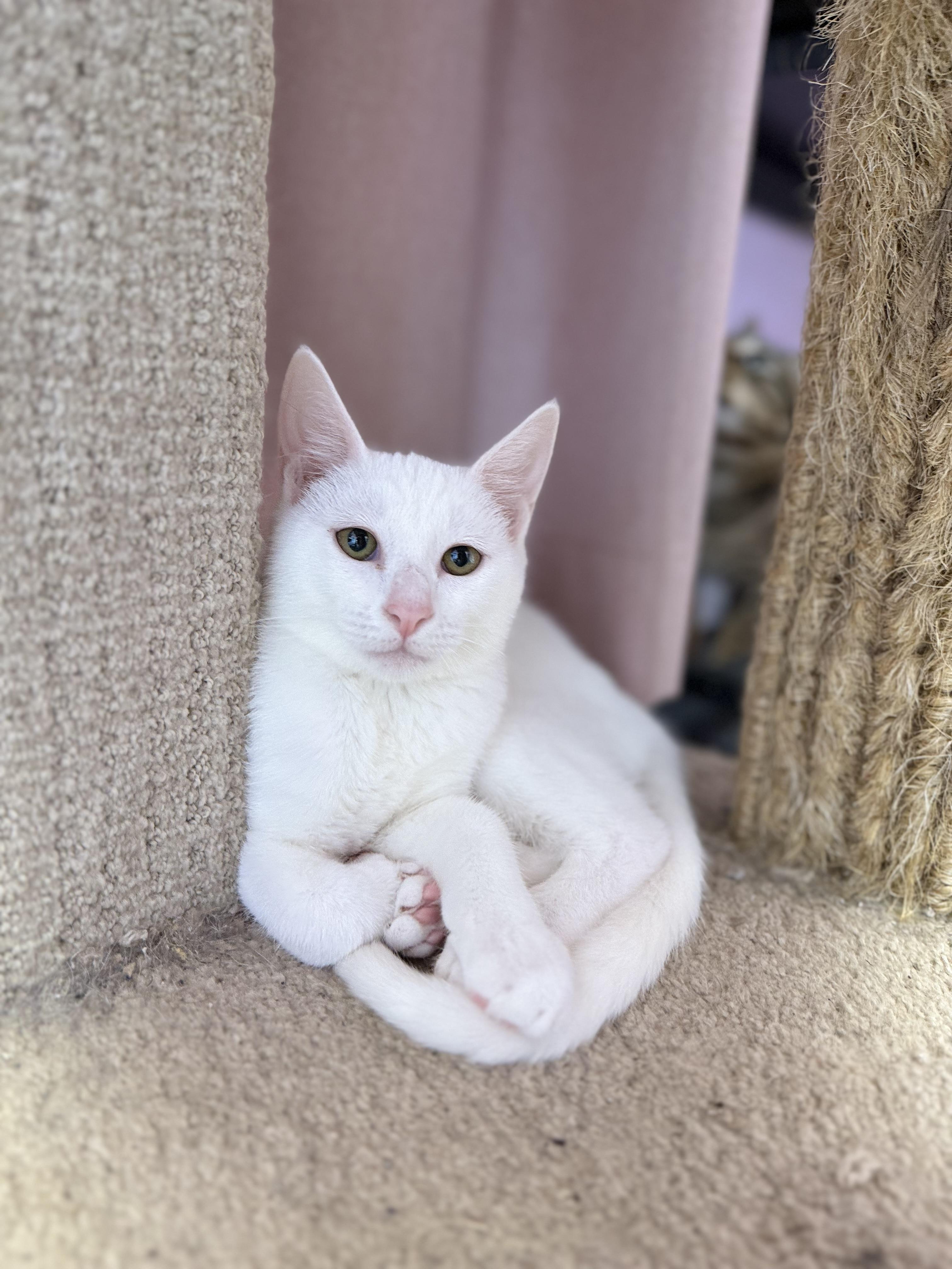 Enlarge Butter Noodles, a Adoptable Siamese in Covington, LA image 3/6