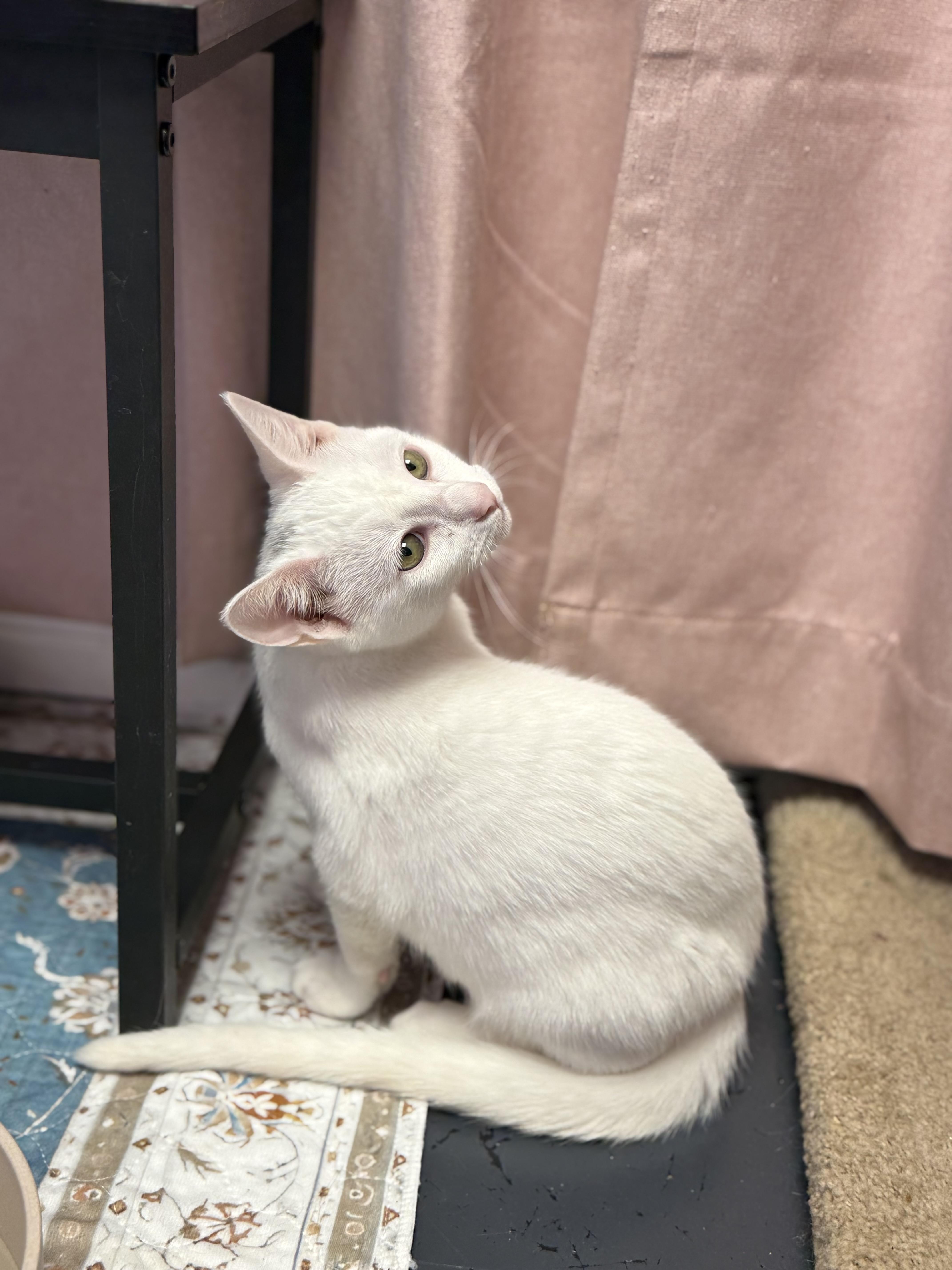 Enlarge Butter Noodles, a Adoptable Siamese in Covington, LA image 5/6