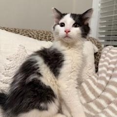 Cow-Boy, ADOPTABLE, Kitten Male Domestic Medium Hair.