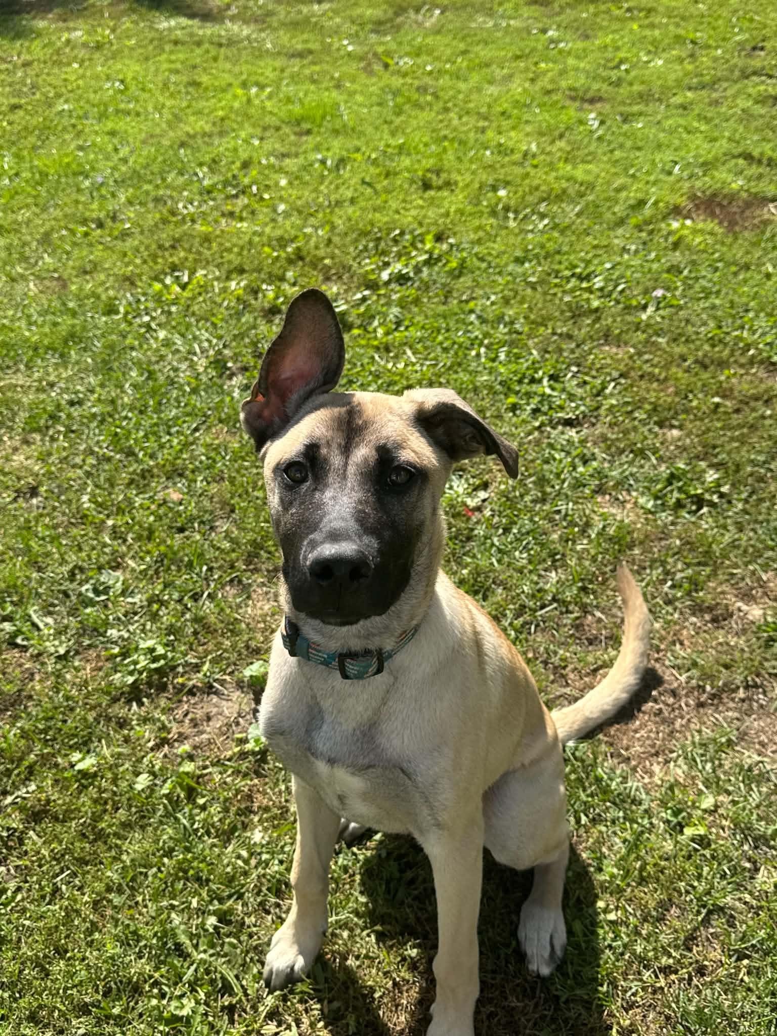 Enlarge Layla, a Adoptable mixed breed in Sarnia, ON image 2/3