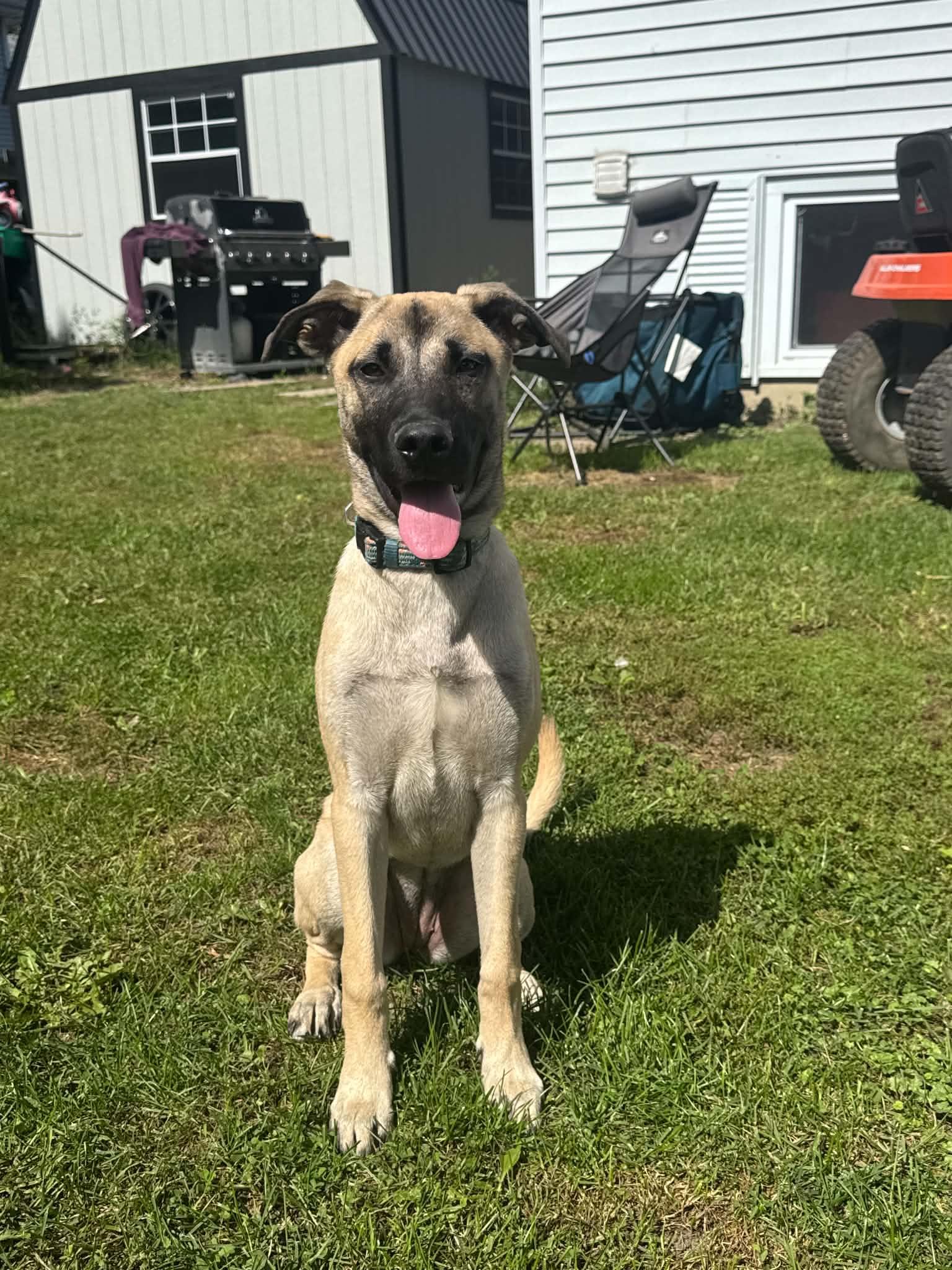 Enlarge Layla, a Adoptable mixed breed in Sarnia, ON image 1/3