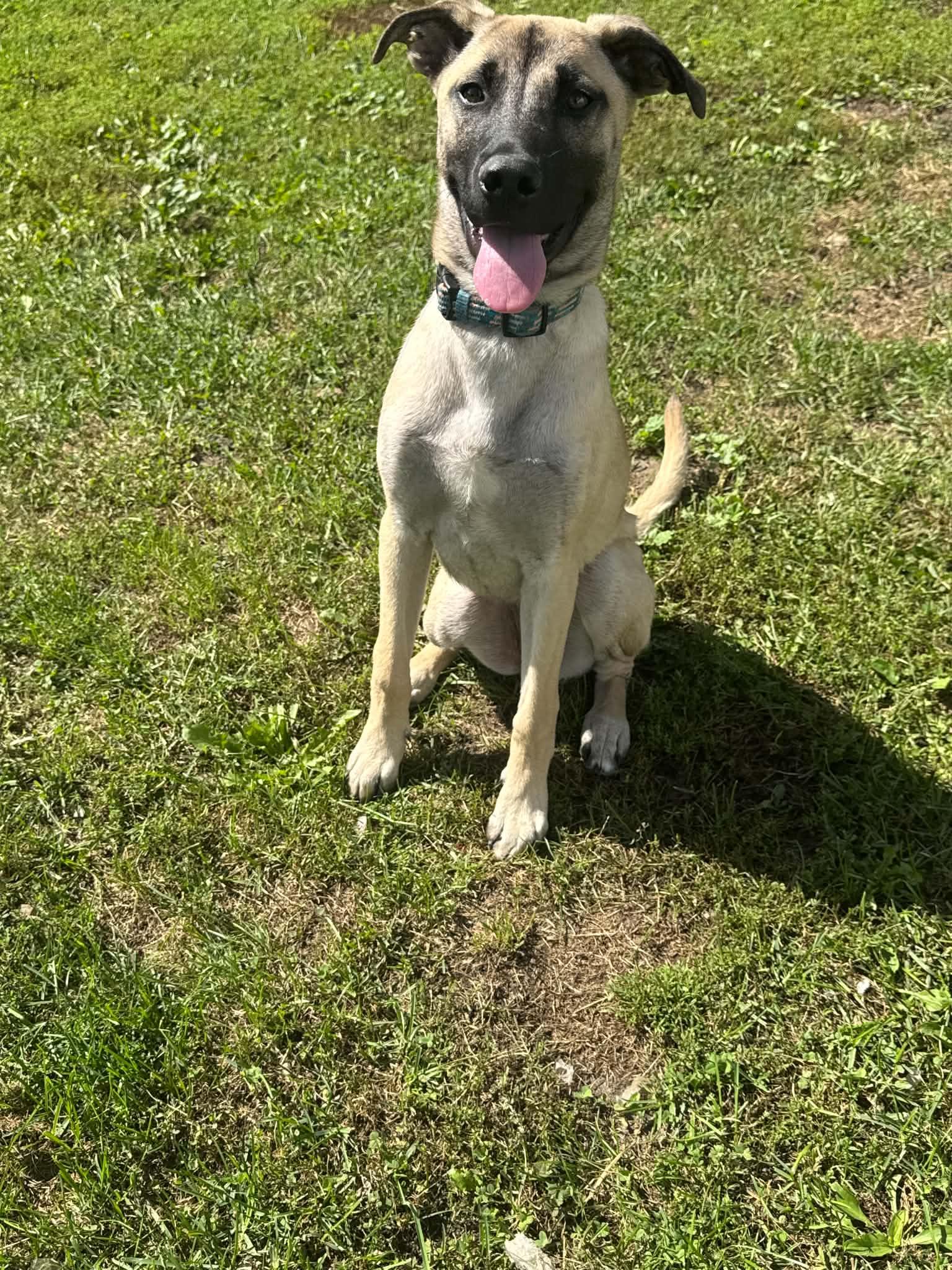 Enlarge Layla, a Adoptable mixed breed in Sarnia, ON image 3/3