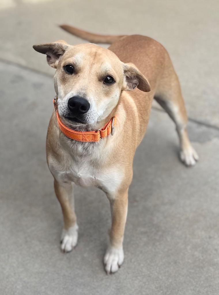 Dingo, Adoptable, Young Male Chihuahua & Mixed Breed.