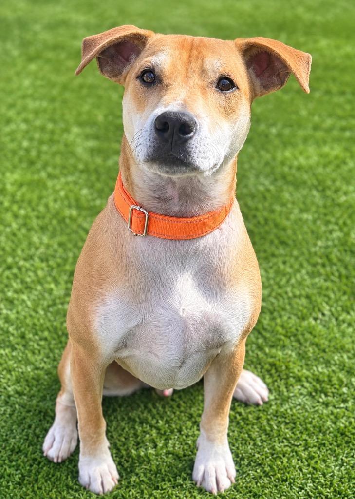 Enlarge Dingo, a Adoptable mixed breed in Dalton, GA image 2/2