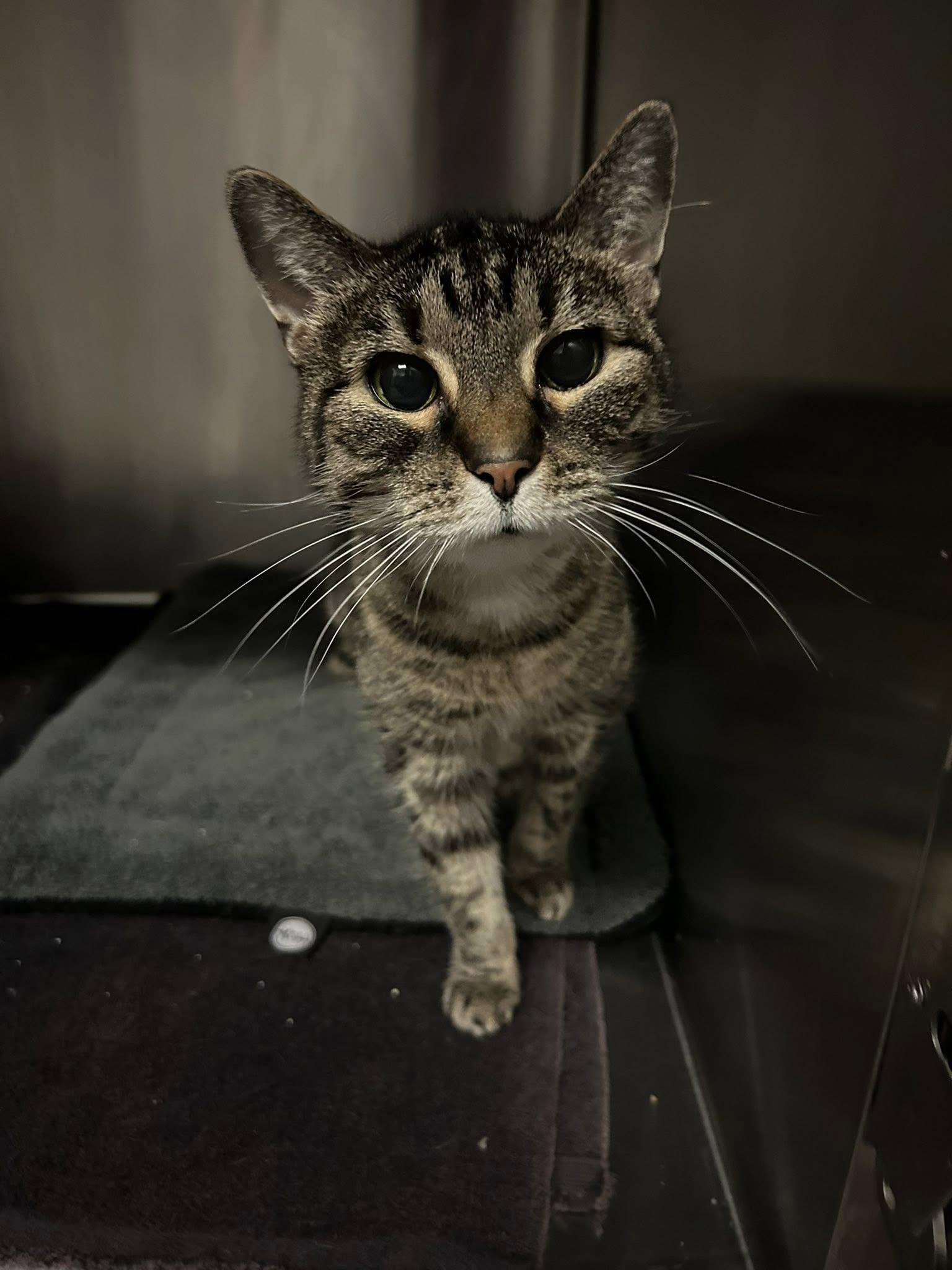 Enlarge Stripes, a Adoptable Domestic Short Hair in Clinton, IL image 1/1
