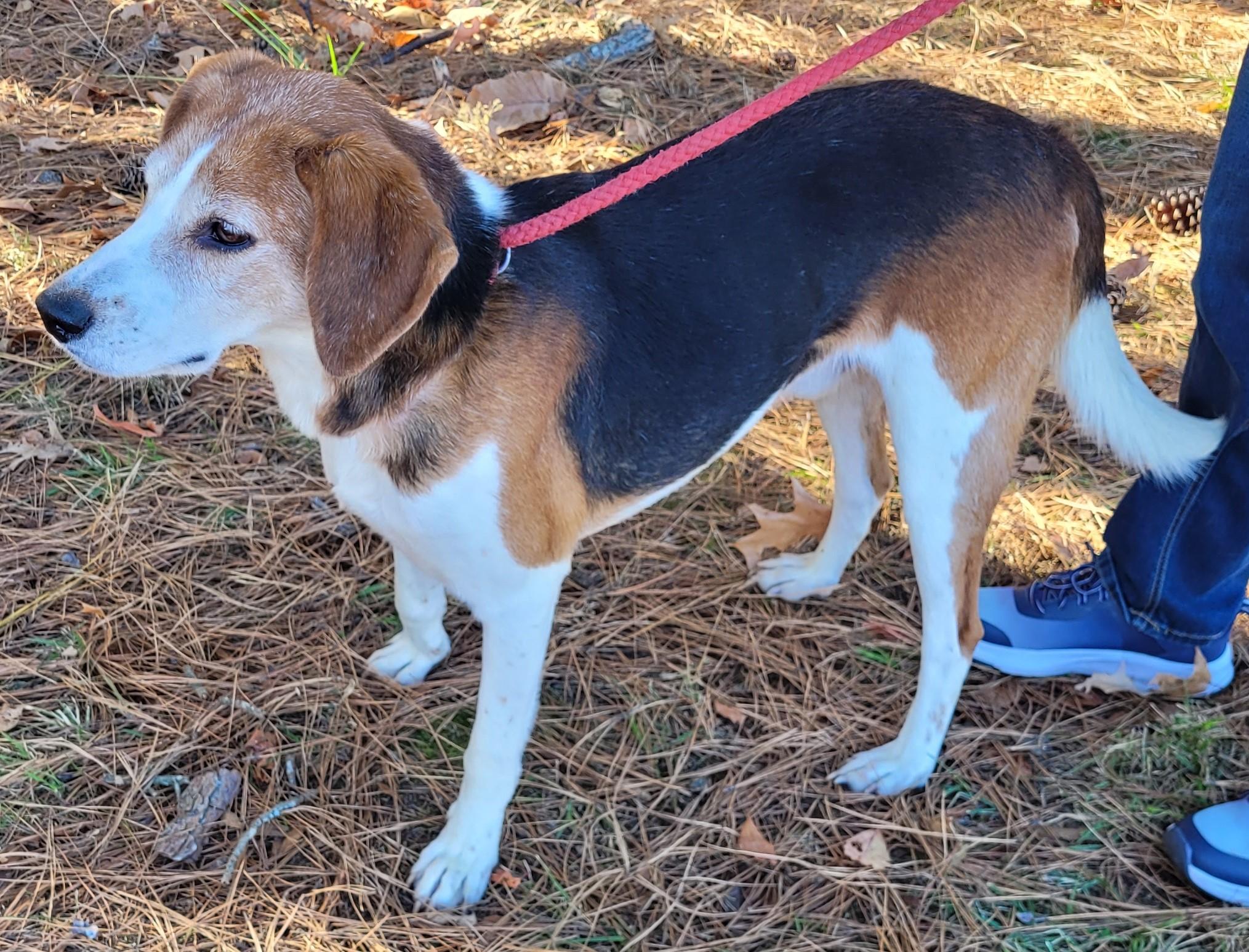 Enlarge SGT. HASHMARK, a Adoptable Hound in Tappahannock, VA image 1/3