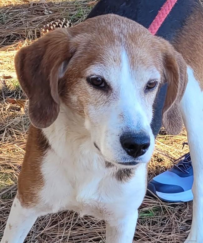 Enlarge SGT. HASHMARK, a Adoptable Hound in Tappahannock, VA image 2/3
