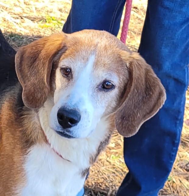 Enlarge SGT. HASHMARK, a Adoptable Hound in Tappahannock, VA image 3/3