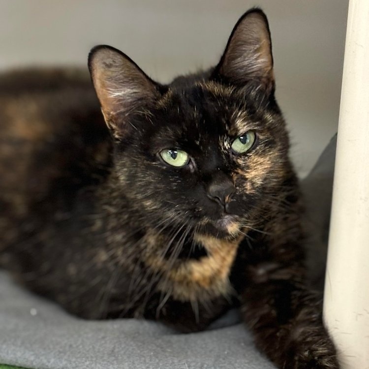 Cat for adoption Fern, a Domestic Short Hair in Batavia, NY Petfinder