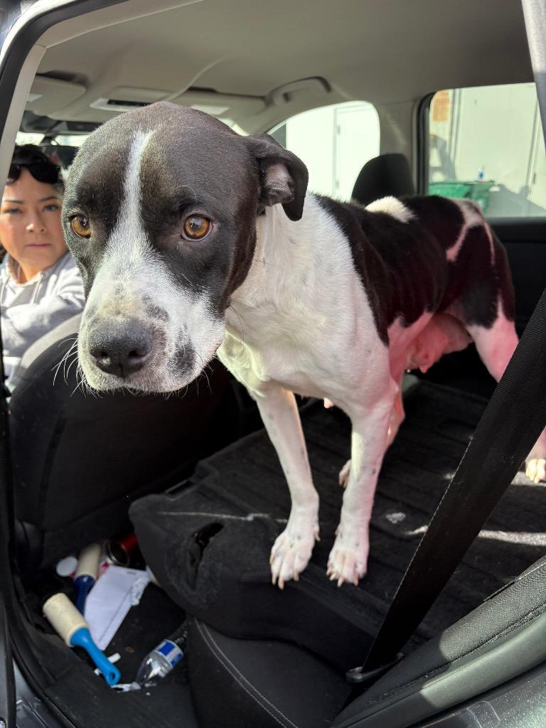 Enlarge Beni Jeri, a Adoptable Pit Bull Terrier in Reno, NV image 1/4
