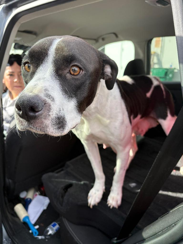 Enlarge Beni Jeri, a Adoptable Pit Bull Terrier in Reno, NV image 2/4