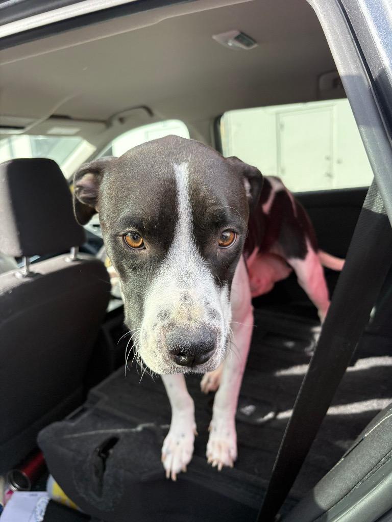 Enlarge Beni Jeri, a Adoptable Pit Bull Terrier in Reno, NV image 4/4