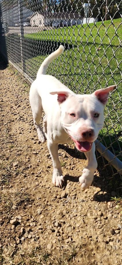 Enlarge Boo (279-26), a Adoptable mixed breed in Cambridge, OH image 3/6