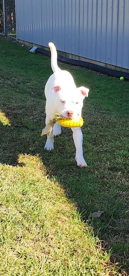Enlarge Boo (279-26), a Adoptable mixed breed in Cambridge, OH image 5/6