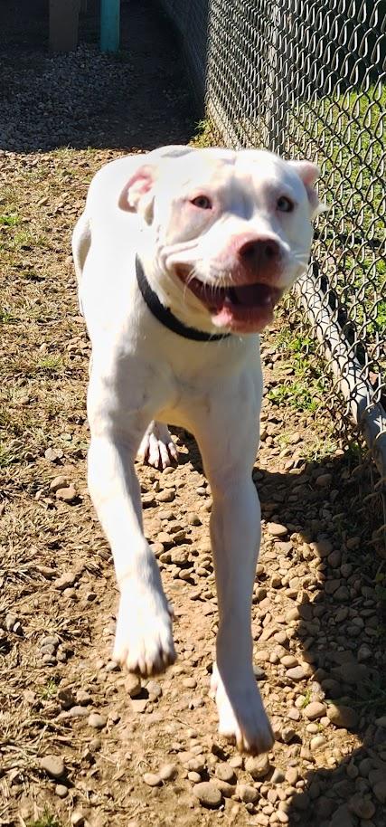 Boo (279-26), Adoptable, Adult Male Pit Bull Terrier.