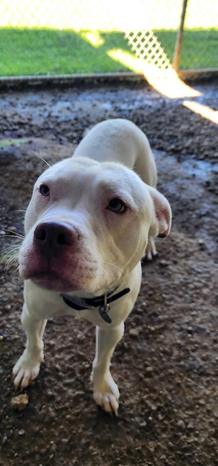 Enlarge Boo (279-26), a Adoptable mixed breed in Cambridge, OH image 6/6