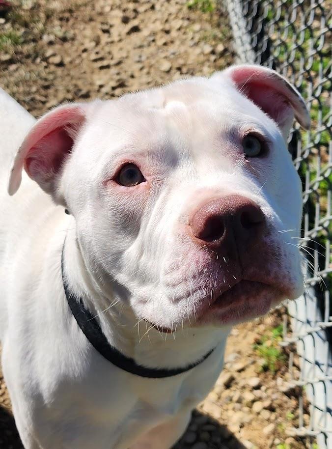 Enlarge Boo (279-26), a Adoptable mixed breed in Cambridge, OH image 2/6