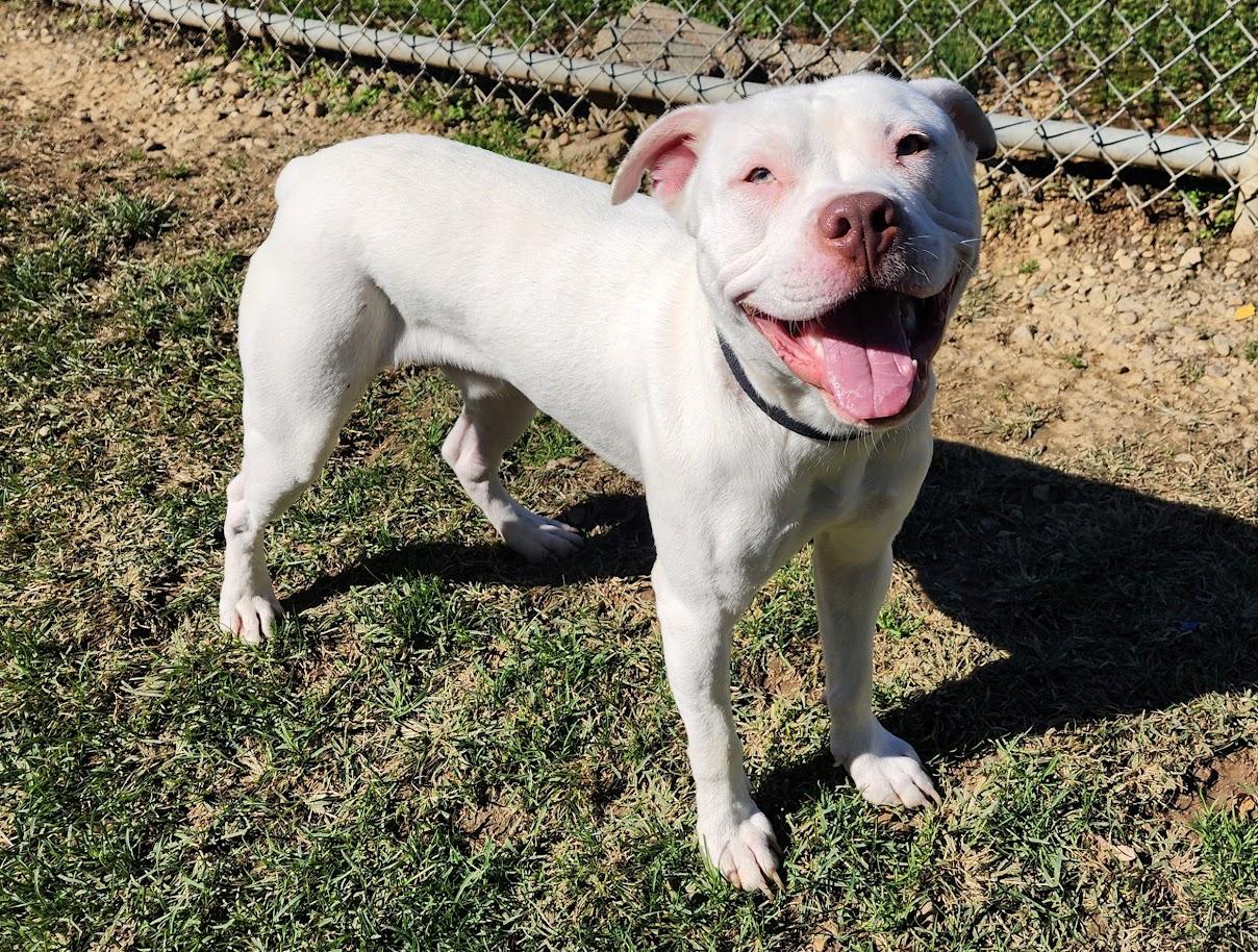 Enlarge Boo (279-26), a Adoptable mixed breed in Cambridge, OH image 4/6