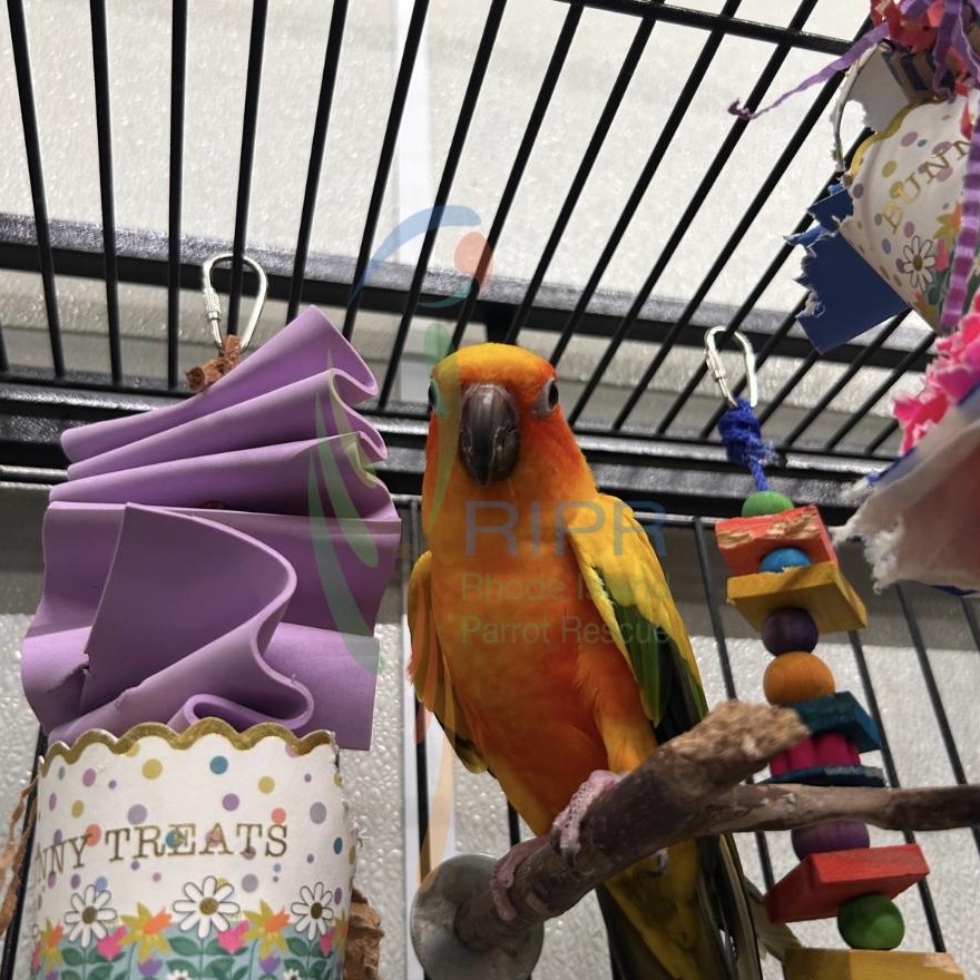 Enlarge Twila, a Adopted Conure in Warwick, RI image 3/6