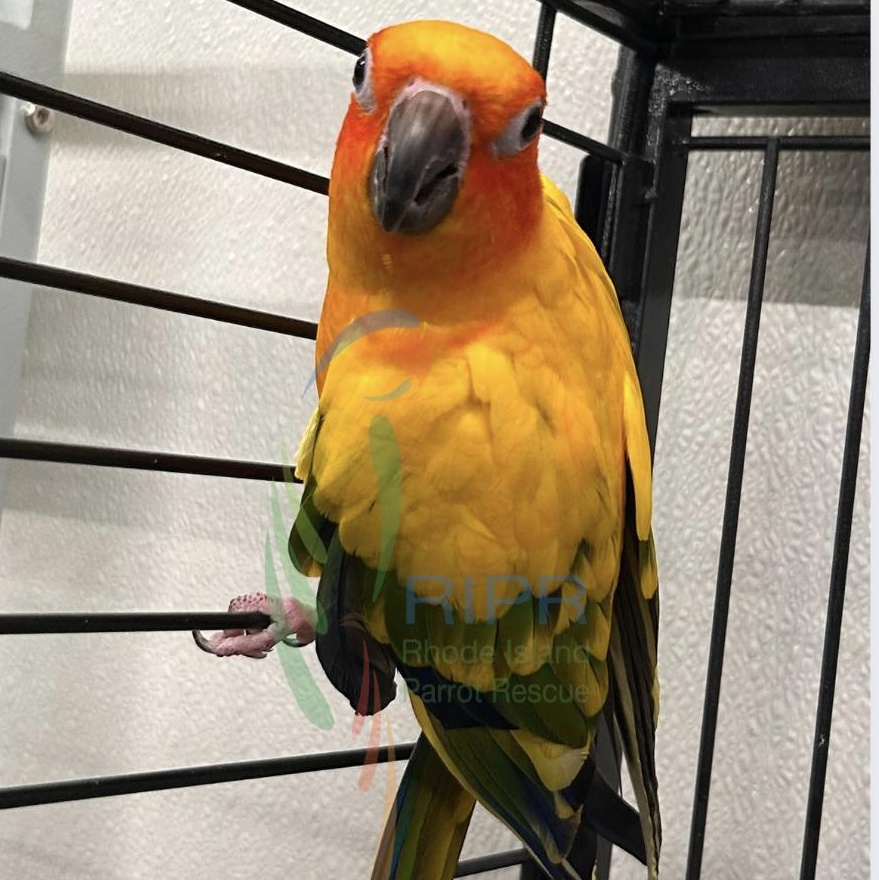 Enlarge Twila, a Adopted Conure in Warwick, RI image 2/6