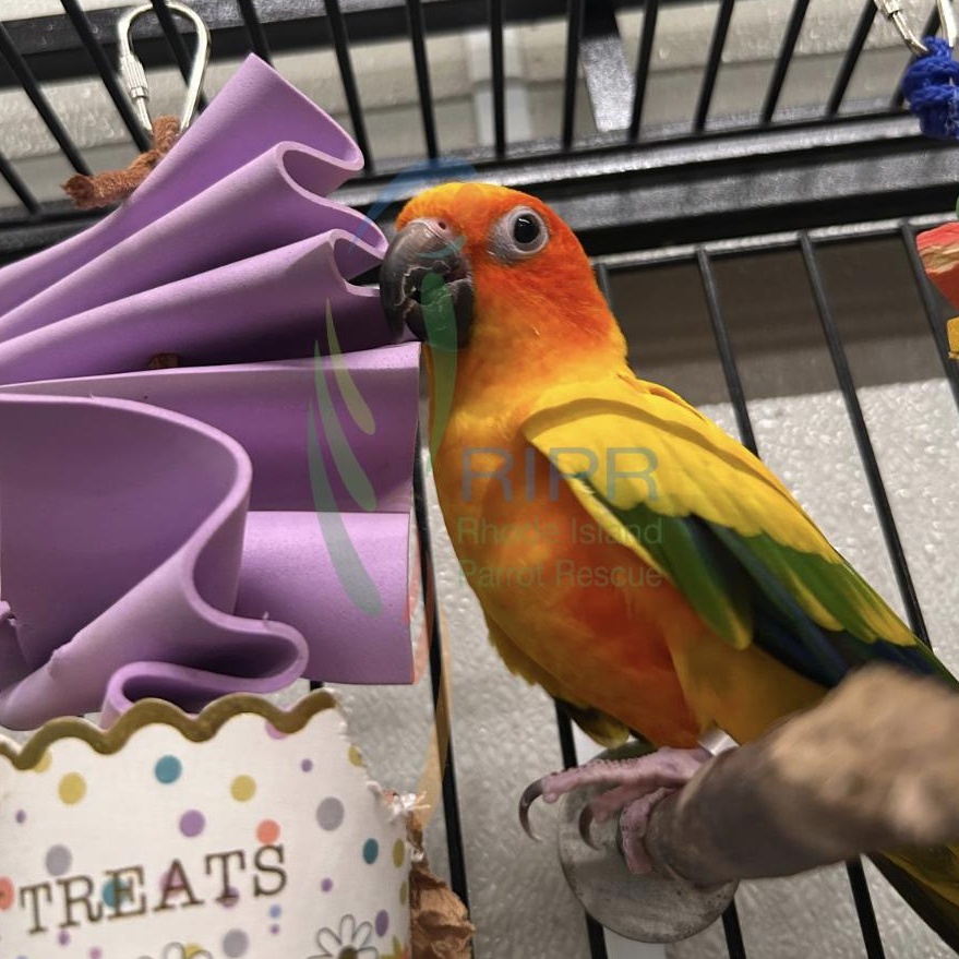 Enlarge Twila, a Adopted Conure in Warwick, RI image 6/6