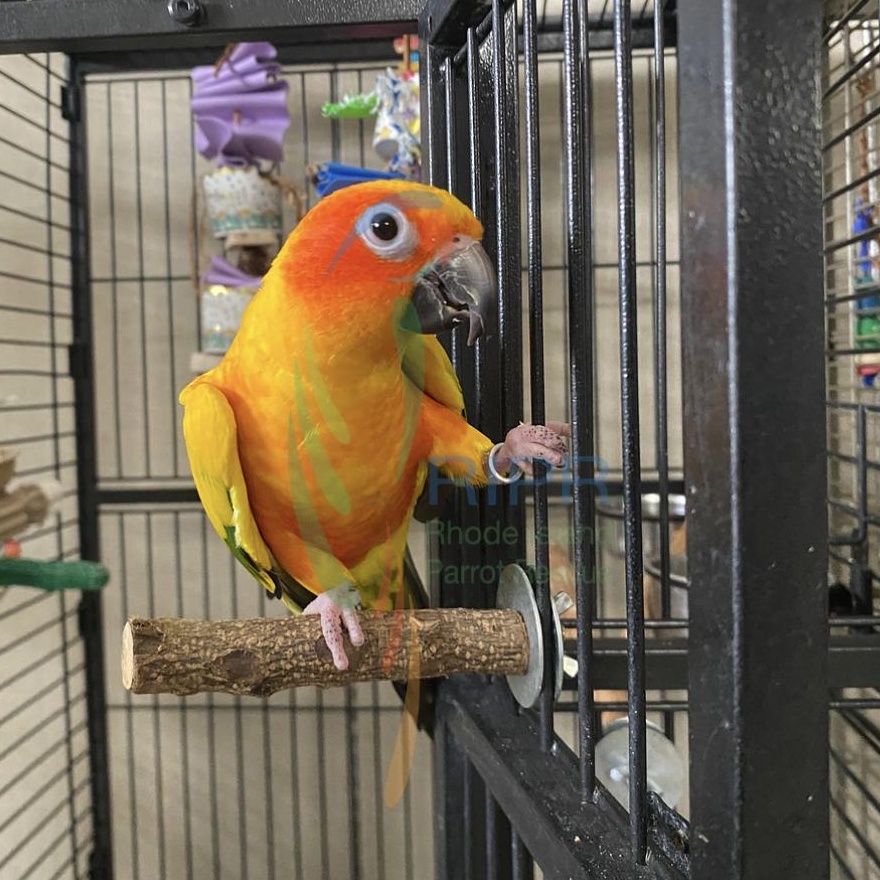 Twila, Adopted, Adult Unknown Conure.