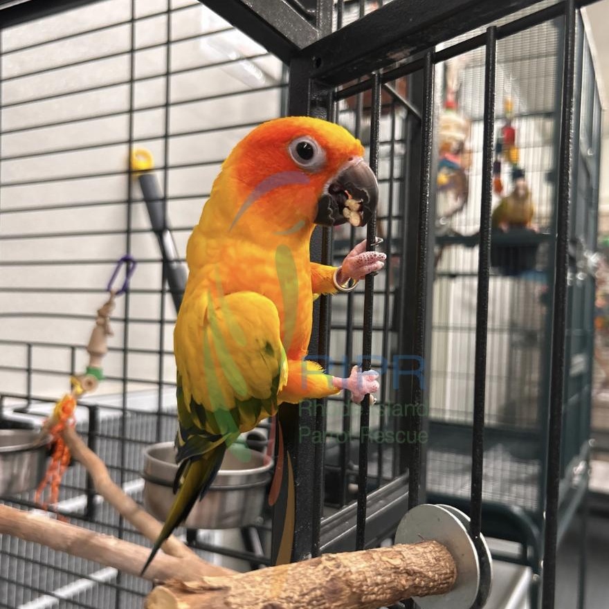 Enlarge Twila, a Adopted Conure in Warwick, RI image 5/6