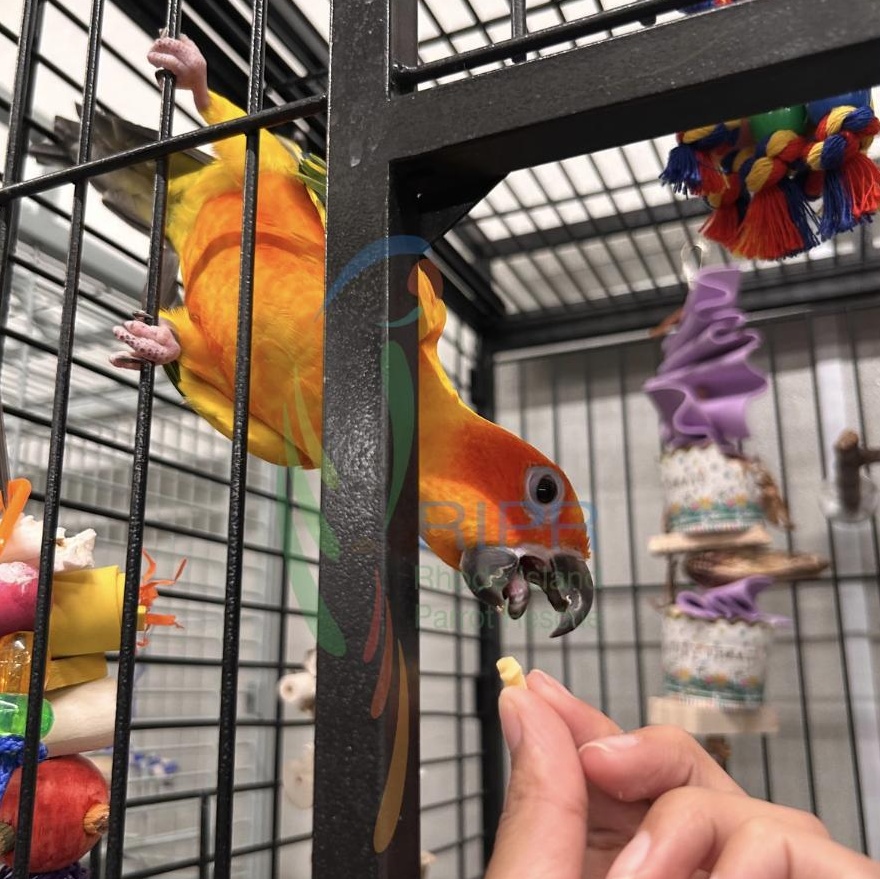 Enlarge Twila, a Adopted Conure in Warwick, RI image 4/6