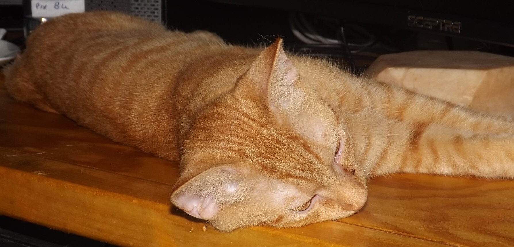 Rusty, a Adoptable mixed breed in Simms, TX image 1/10