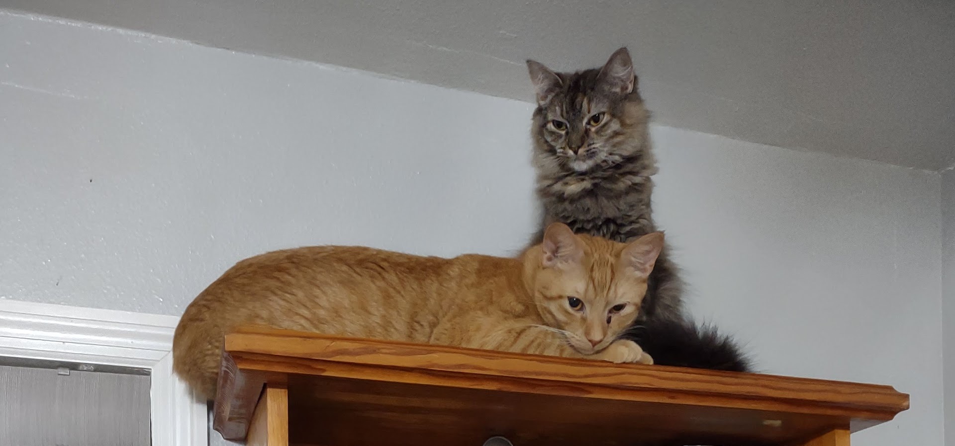 Rusty, a Adoptable mixed breed in Simms, TX image 2/10