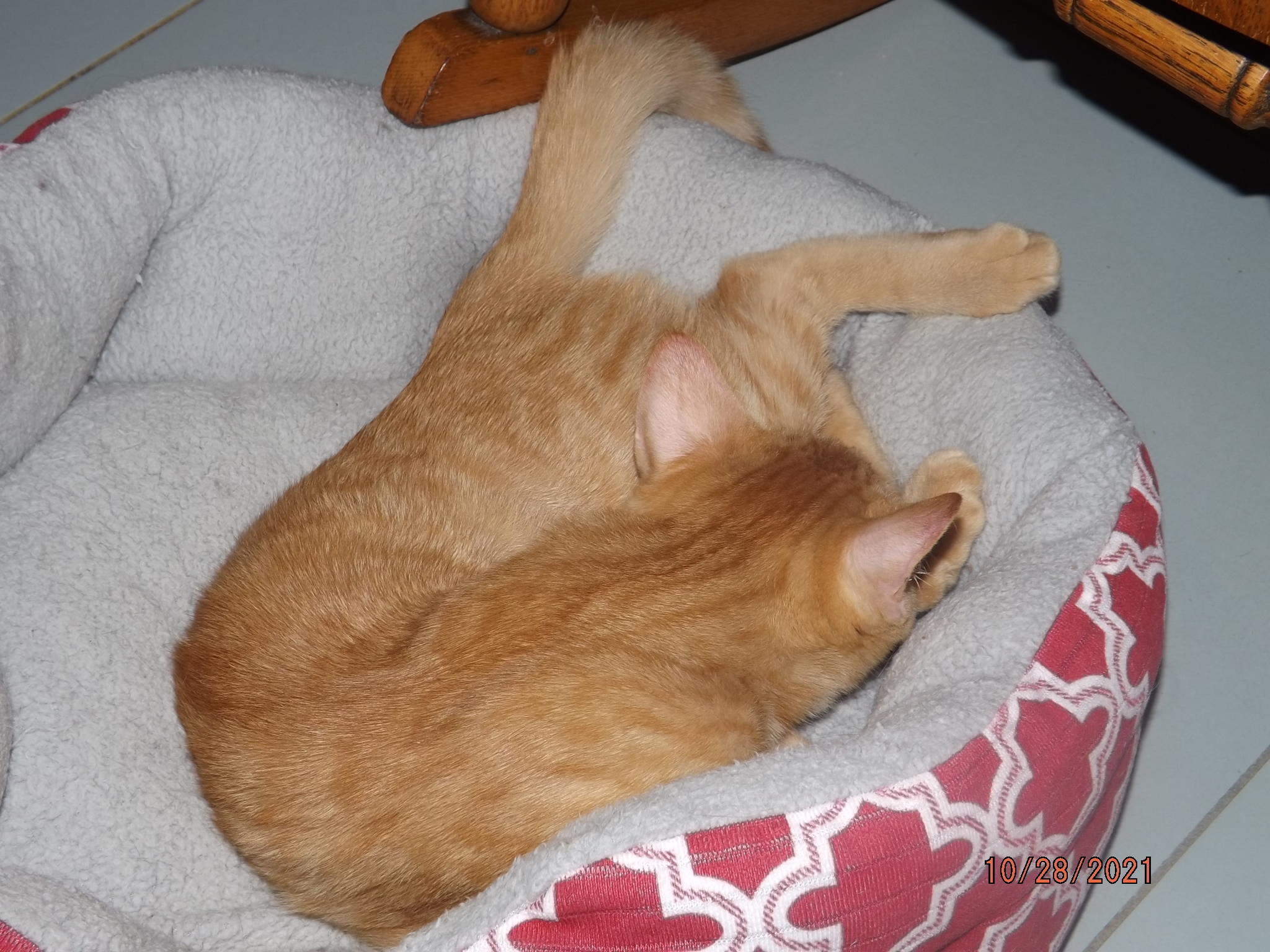 Rusty, a Adoptable mixed breed in Simms, TX image 4/10