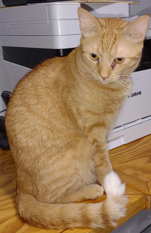 Rusty, a Adoptable mixed breed in Simms, TX image 5/10