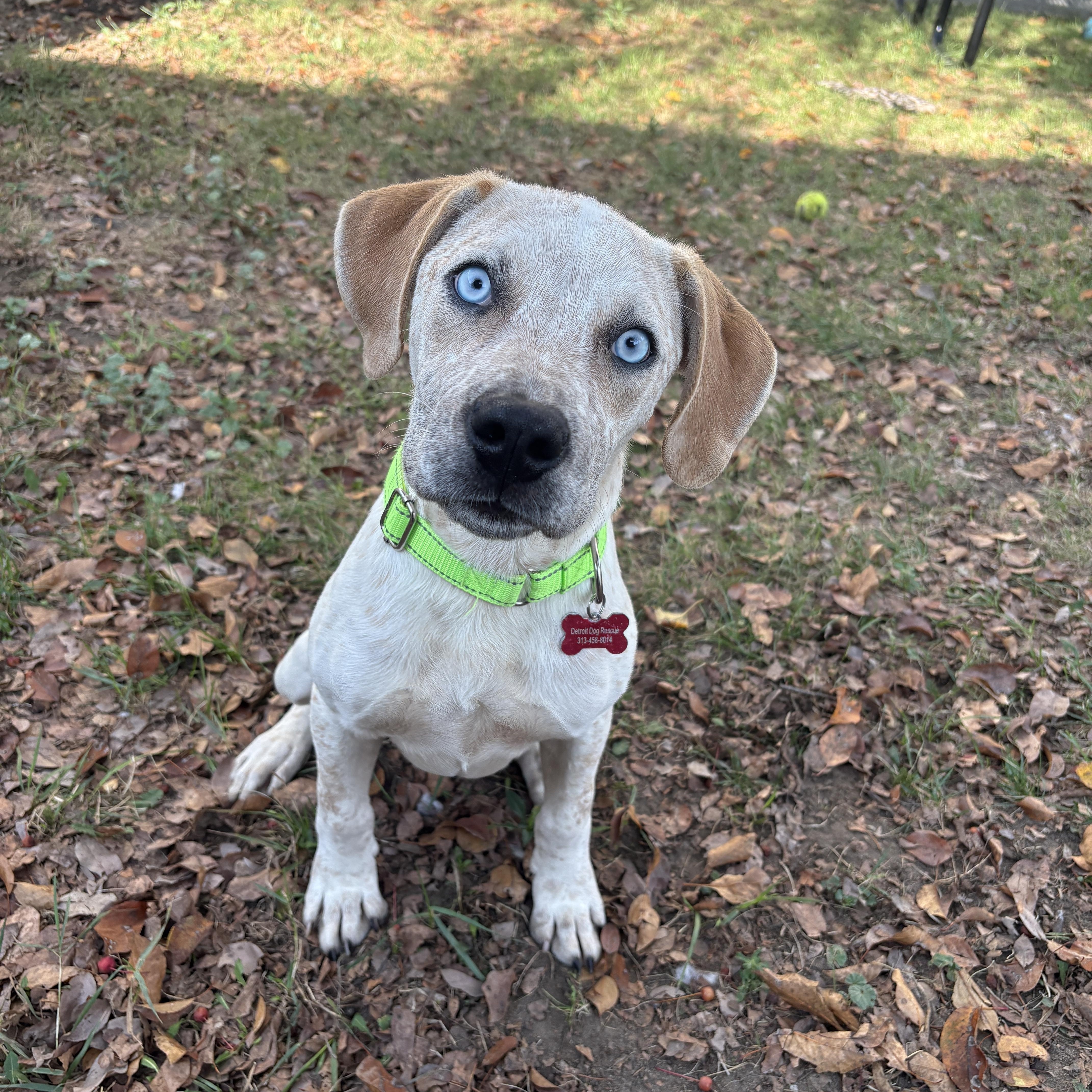 Maverick, adopted, Young Male Catahoula Leopard Dog & Mixed Breed.