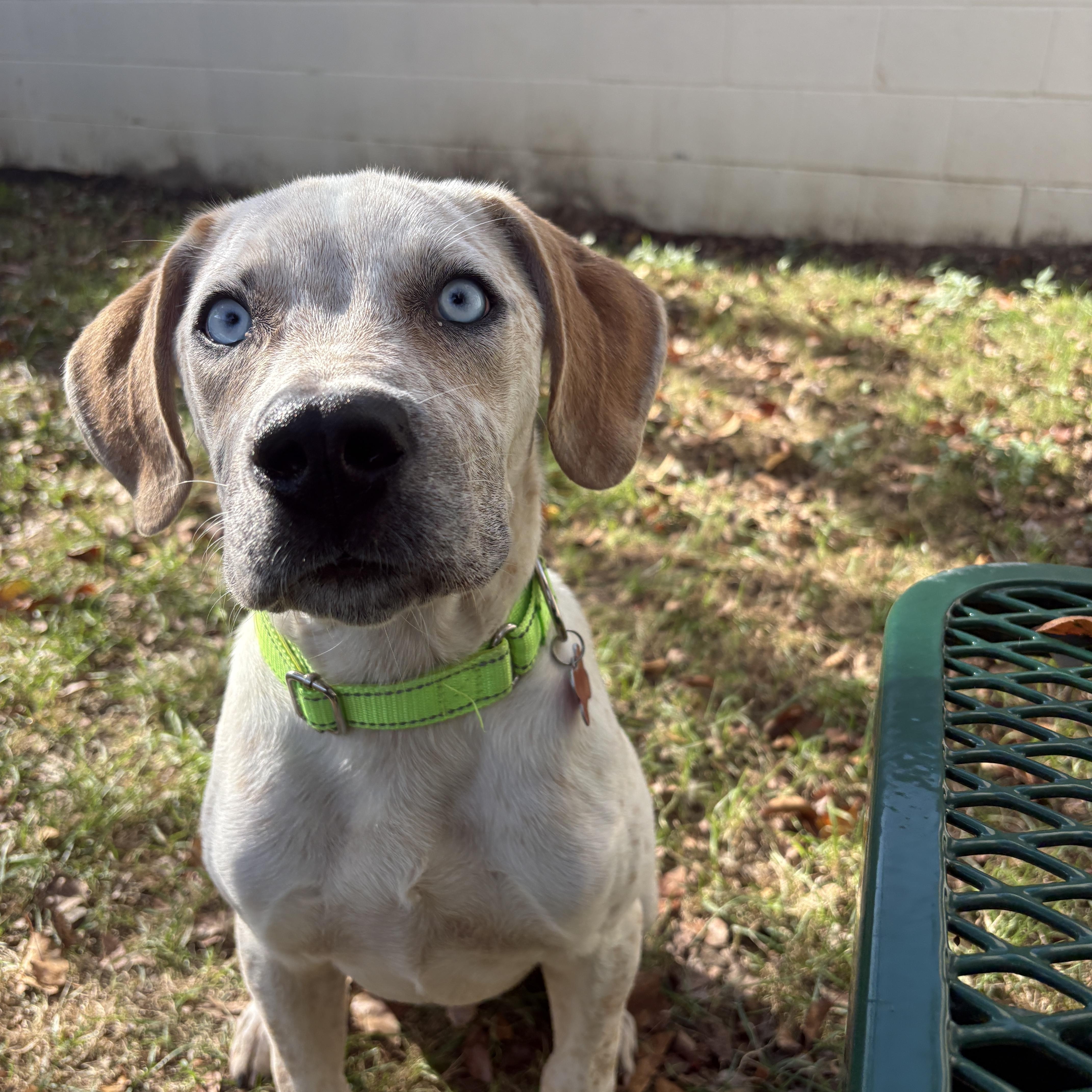 Enlarge Maverick, an adopted mixed breed in Detroit, MI image 3/5