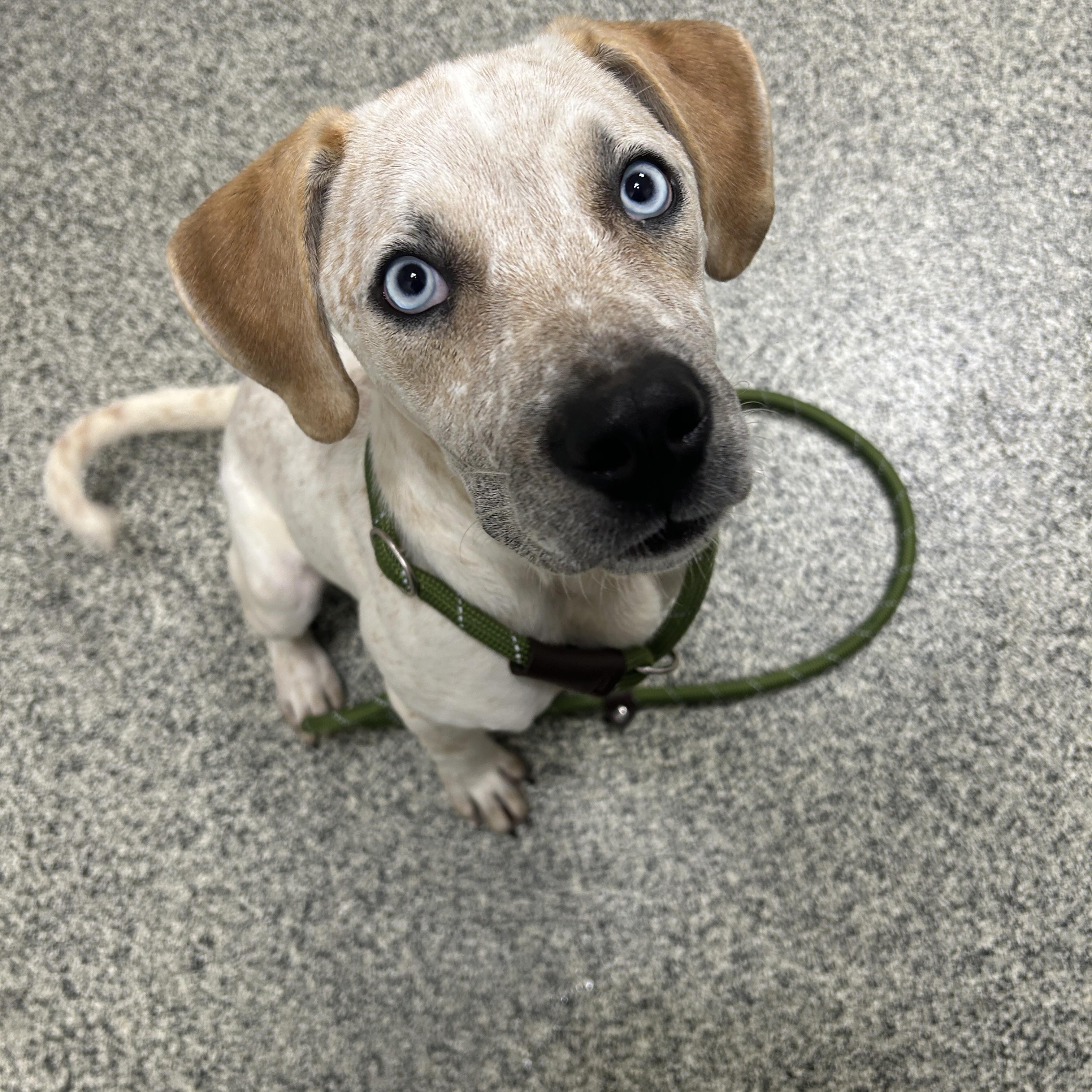 Enlarge Maverick, an adopted mixed breed in Detroit, MI image 4/5